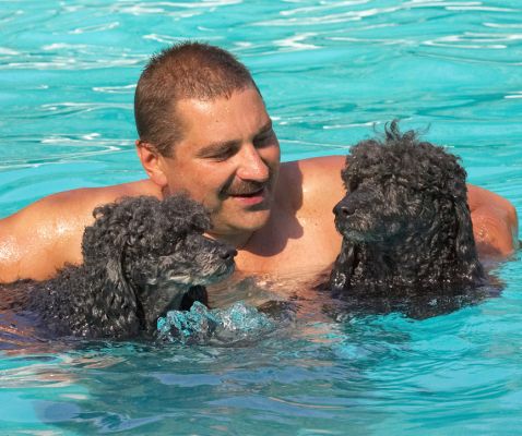 Do you think this guy is going to let go of us?
Keywords: Bali India Miniature poodle