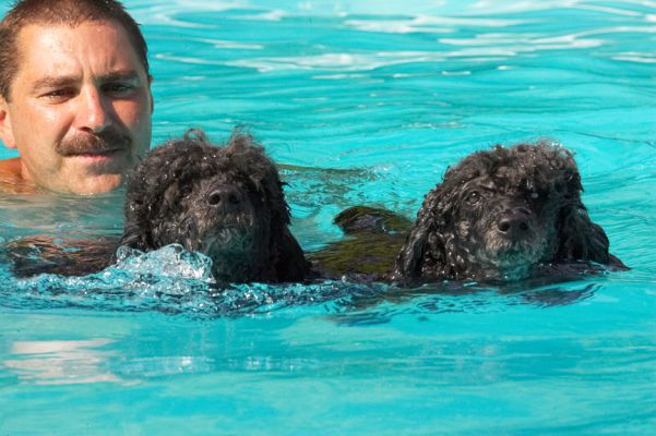 Oooh, that splashed
Keywords: Bali India Miniature poodle