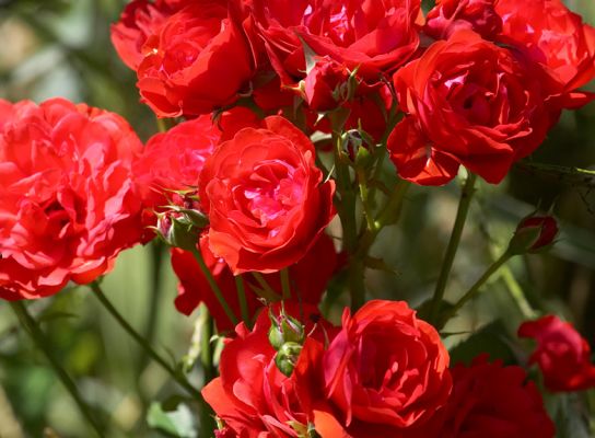 Summer roses
Palabras clave: Roses