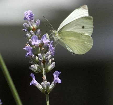 Well, at least it's not attacking the cabbages
Palabras clave: Butterfuly lavender