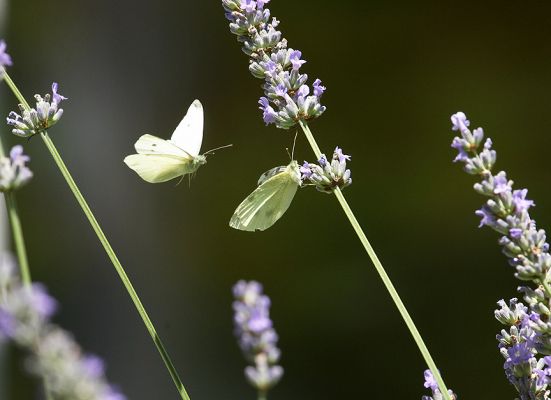 Coming in for some more nectar
Anahtar kelimeler: Butterfly lavender