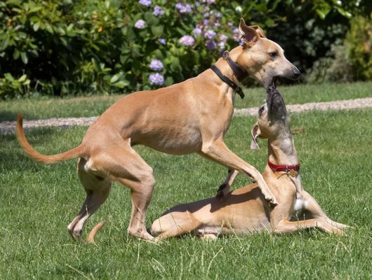 C'mon Kipper, it's playtime
Ključne besede: Kipper Ginger Whippet
