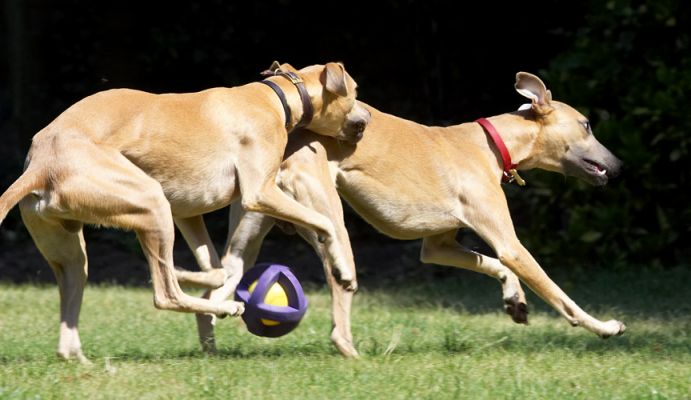 I'm coming to get you
Anahtar kelimeler: Kipper Ginger Whippet
