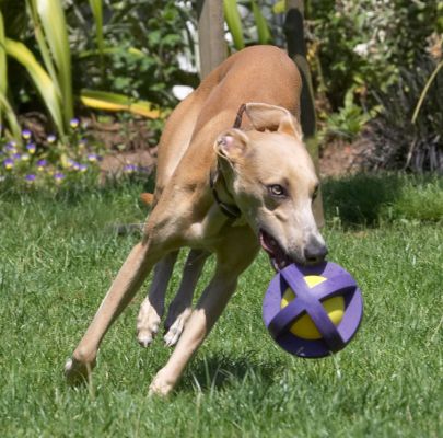 No ball is too big for me
Ključne besede: Ginger Whippet