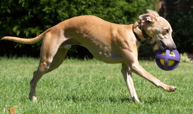 I'll just take this off to the shade
Anahtar kelimeler: Ginger Whippet