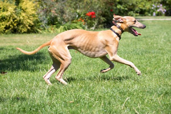 This heat is not going to slow me down
Keywords: Ginger Whippet