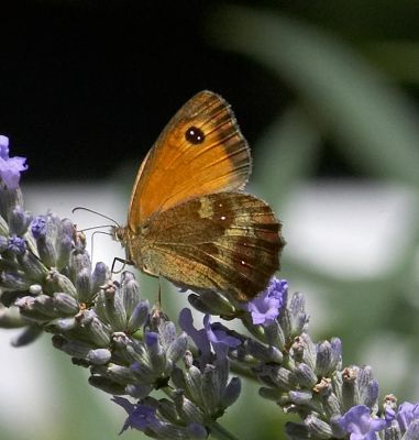 Feeding time
Anahtar kelimeler: Butterfly lavender