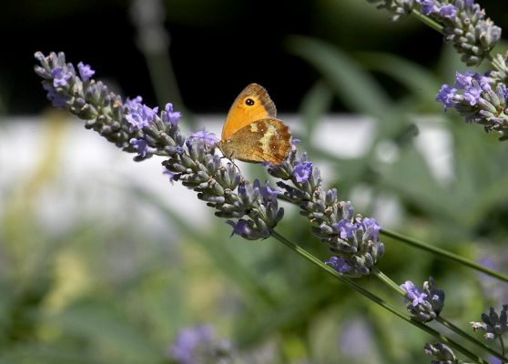 A comfy resting place
Keywords: Butterfly lavender