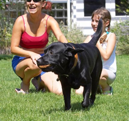 I'll just take this cookie to a safe place
Palabras clave: Slipper Black Labrador Beata Kasia