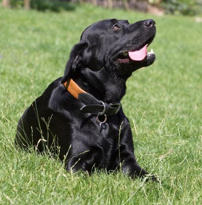 It's too darn hot
Keywords: Slipper Black Labrador