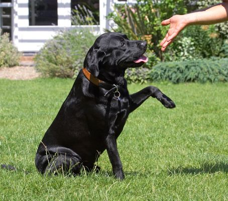 Where's the cookie?
Schlüsselwörter: Slipper Black Labrador