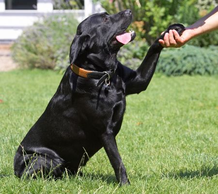 How do you do?
Palabras clave: Slipper Black Labrador