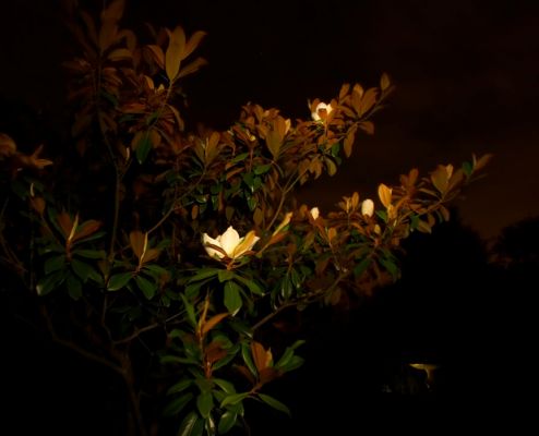 Grande Flora in moonlight
Schlüsselwörter: Magnolia