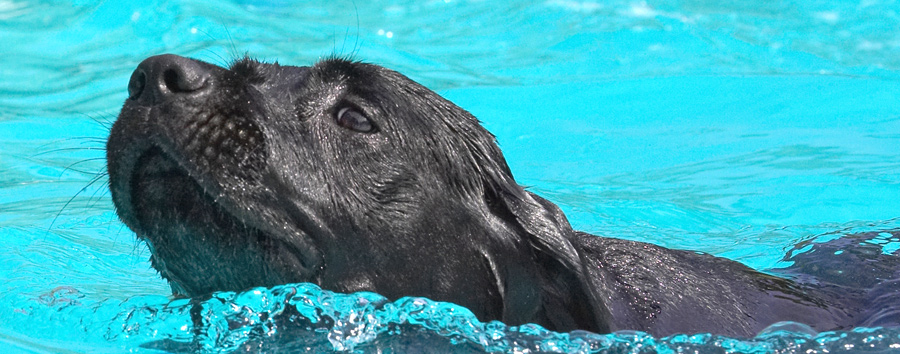 Hey, I'm getting the hang of this
Λέξεις-κλειδιά: Slipper Black Labrador