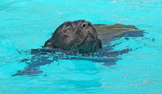 The laid back crawl
Palabras clave: Slipper Black Labrador