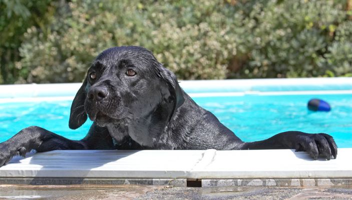 Hey, where's the pool bar
Schlüsselwörter: Slipper Black Labrador