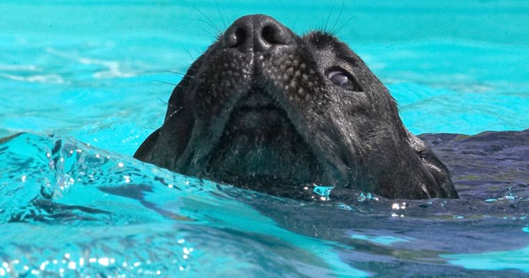 I just gotta keep my head above water
Keywords: Slipper Black Labrador