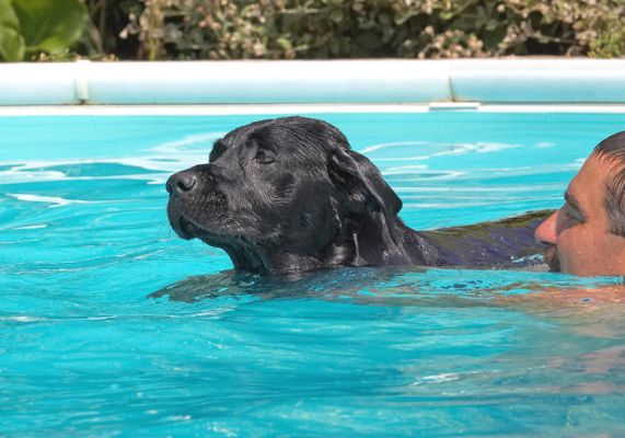 I can do this
Keywords: Slipper Black Labrador Zbigniew