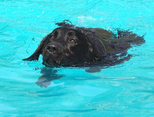 Look, I'm swimming all by myself
Anahtar kelimeler: Ellie Black Labrador