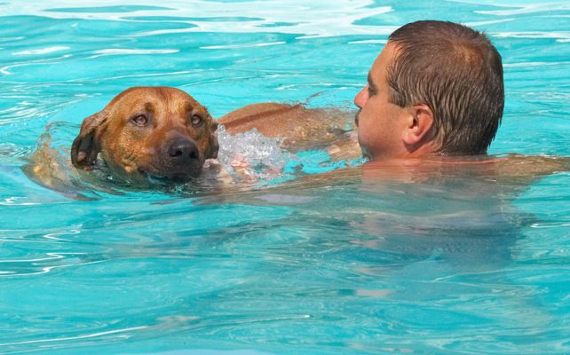 I'm circling you
Ключові слова: Simba Rhodesian Ridgeback Zbigniew