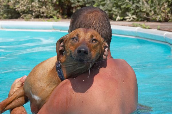Do you know how deep this water is!
Keywords: Simba Rhodesian Ridgeback