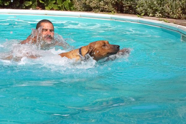 You can't catch me
Keywords: Simba Rhodesian Ridgeback