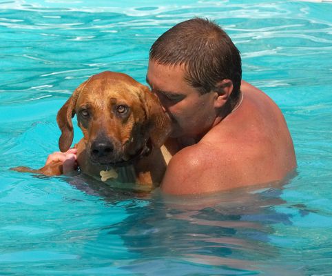 Phew, I'm glad this guy's in the pool with me
Anahtar kelimeler: Kila Rhodesian Ridgeback Zbigniew