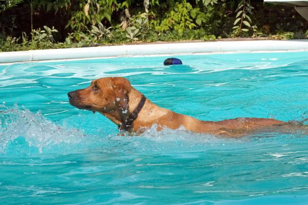Look how sleek I am
Ключові слова: Kila Rhodesian Ridgeback