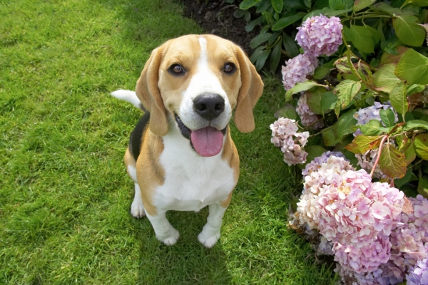 Aren't I being good
Anahtar kelimeler: Archie Beagle puppy tongue