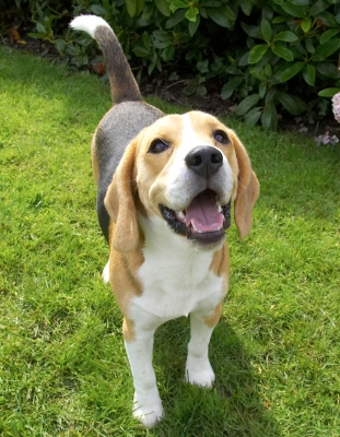 OK, I sat long enough, now give
Keywords: Archie Beagle puppy tongue