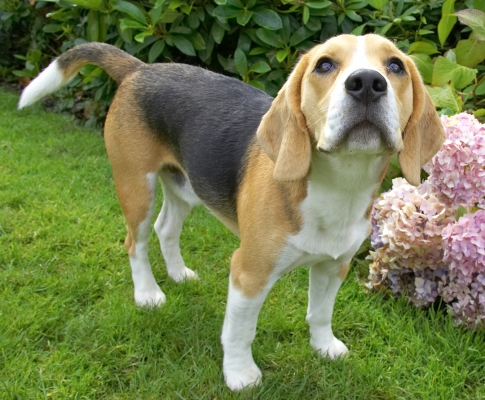 Do I have to  beg?
Ključne besede: Archie Beagle puppy