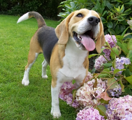 I can be silly too
Anahtar kelimeler: Beagle Archie puppy tongue