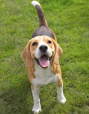 Hey, you're tall aren't you
Anahtar kelimeler: Archie Beagle puppy tongue