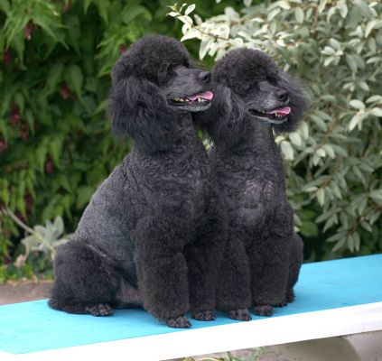 Don't we look smart
Klíčová slova: Bali India Miniature poodle