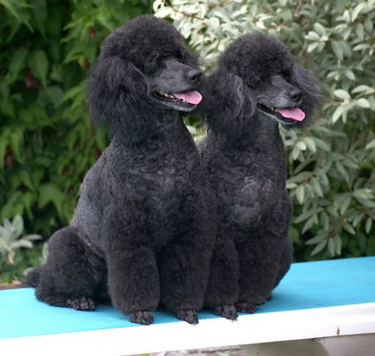 Tongues out, we're ready for our cookies
Słowa kluczowe: Bali India Miniature poodle tongue