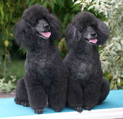Aren't we a cute pair!
Keywords: Bali India Miniature poodle