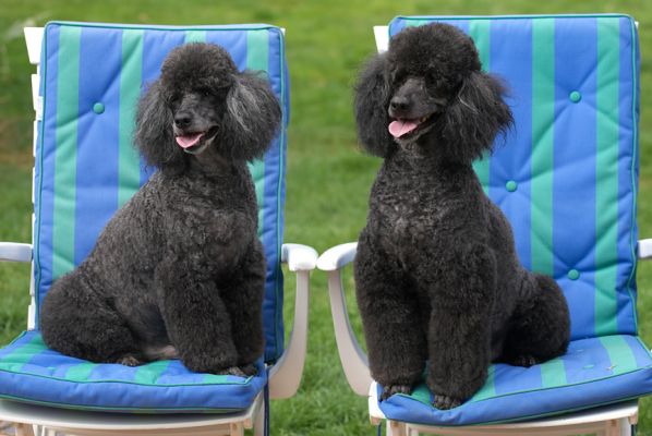 We're just taking it easy
Schlüsselwörter: Bali India Miniature poodle tongue