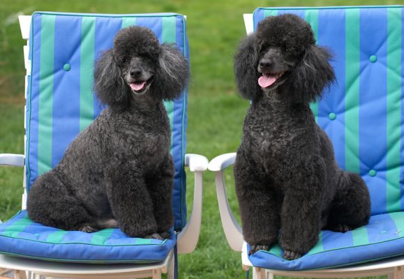 Ooh, these are comfy chairs
Klíčová slova: Bali India Miniature poodle tongue