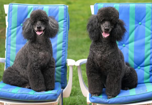 Just back from the hairdresser
Palabras clave: Bali India Miniature poodle