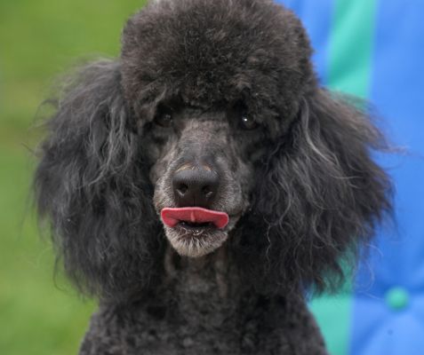 I am one handsome guy
Λέξεις-κλειδιά: Bali Miniature poodle