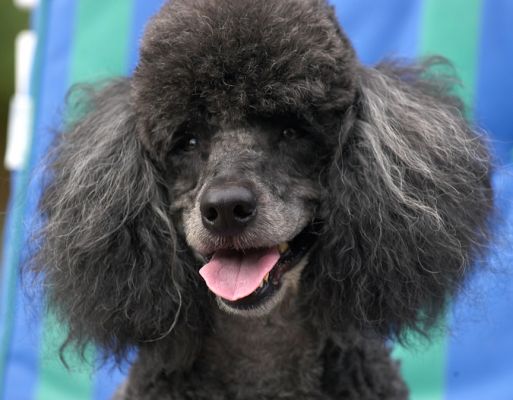 And, I'm the other handsome guy
Avainsanat: India Miniature poodle