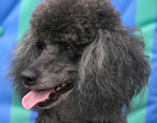 Hey, Mom, check out my new hair cut
Schlüsselwörter: Bali Miniature poodle tongue