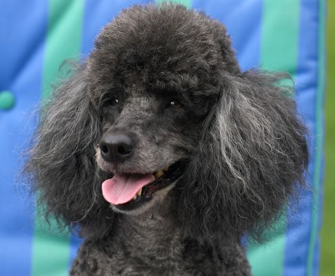 Mine too
Palabras clave: India Miniature poodle tongue