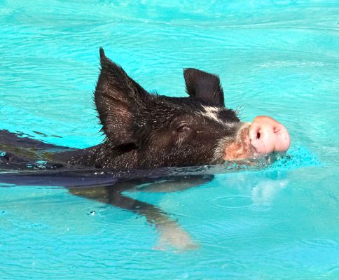This is so much better than a mud bath
Anahtar kelimeler: Berkshire pig swimming