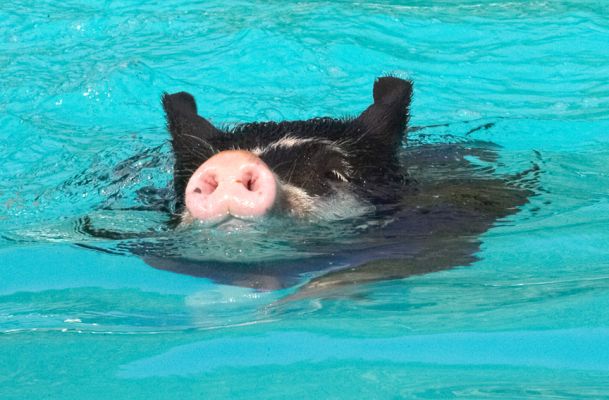 Round and round I go
Keywords: Berkshire pig swimming