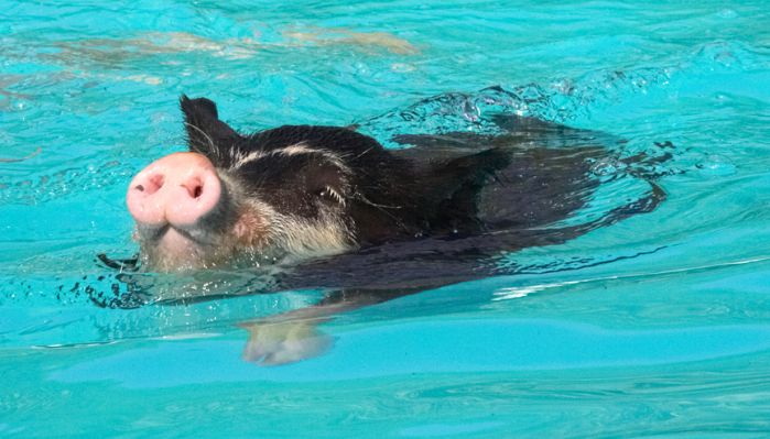 This is such a cool way to spend a hot day
Ključne besede: Berkshire pig swimming