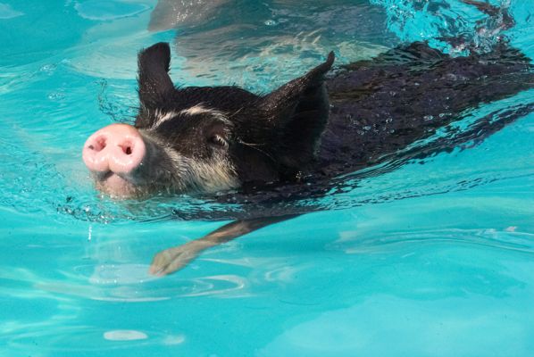 This is called the piggy crawl
Palabras clave: Berkshire pig swimming