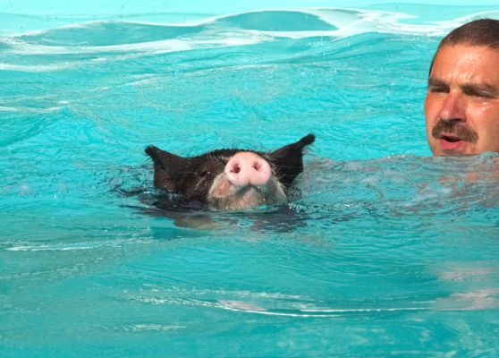 I'm a snout ahead
Keywords: Berkshire pig swimming Zbigniew