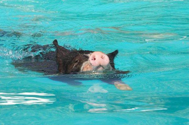 Here I come
Keywords: Berkshire pig swimming