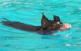 swimming-Berkshire-pig1.jpg
